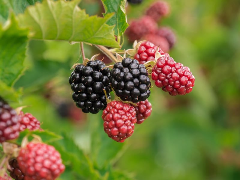 Berry Bush