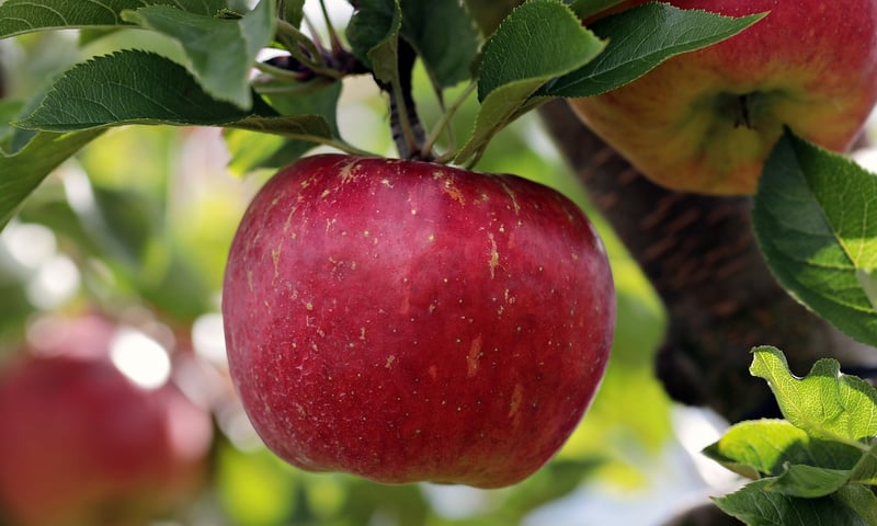 Fruit Tree