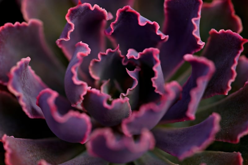 Succulent Plant Swap